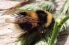 Bombus sp.